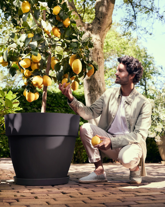 Vaderdag 2024 | de Tuinwinkel Online