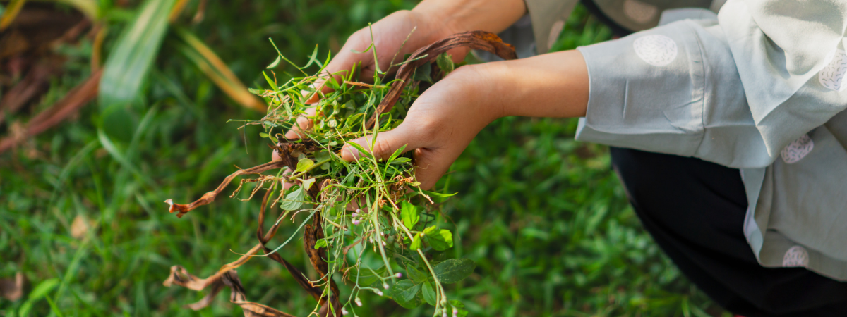 Gazon herstellen na de zomer | de Tuinwinkel Online Gazon herstellen na de zomer | de Tuinwinkel Online