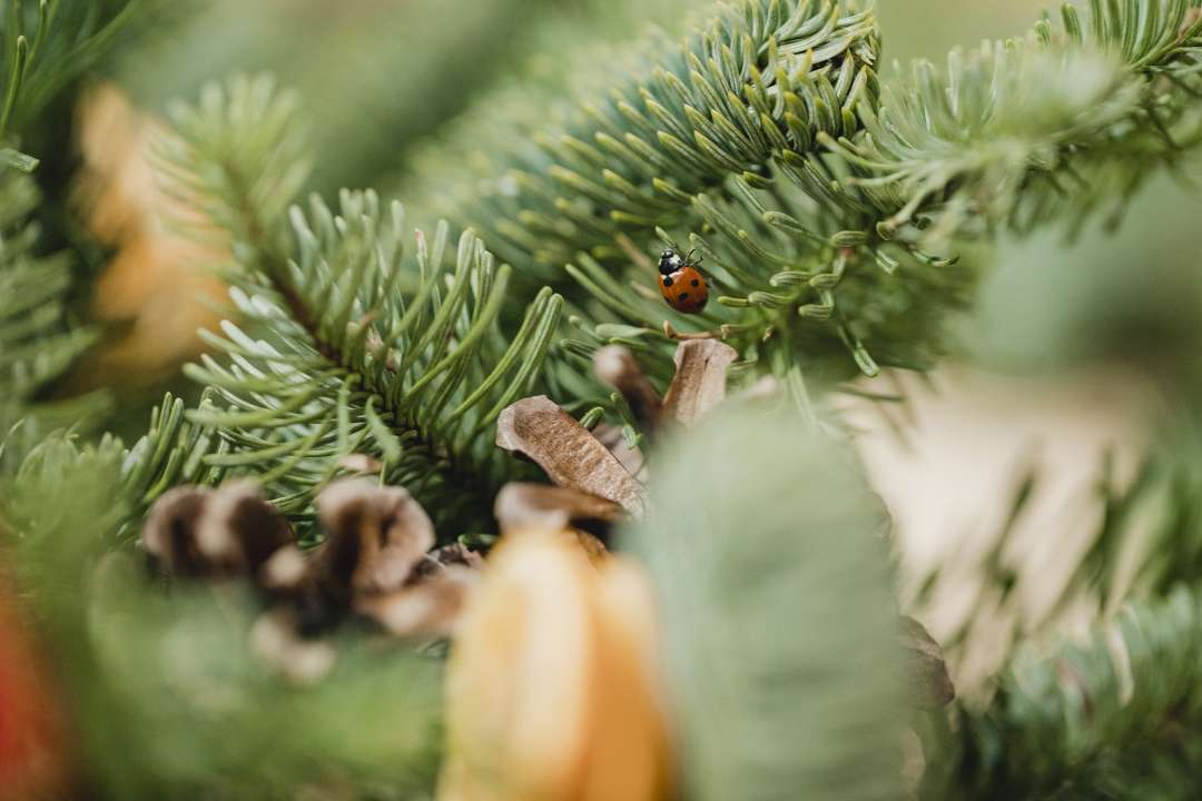 Pure Nature Nordmann Kerstbomen