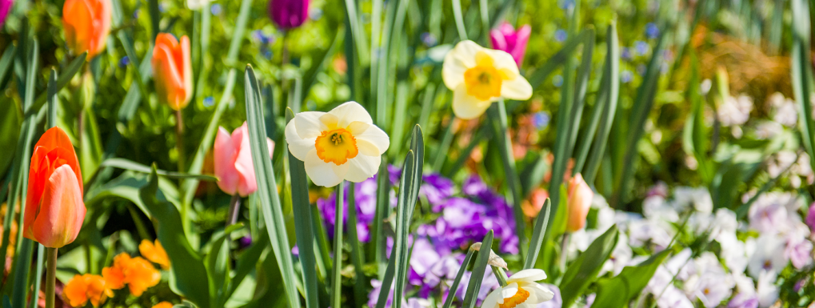 Jouw lentetuin start in september: bestel bloembollen op de Tuinwinkel Online!