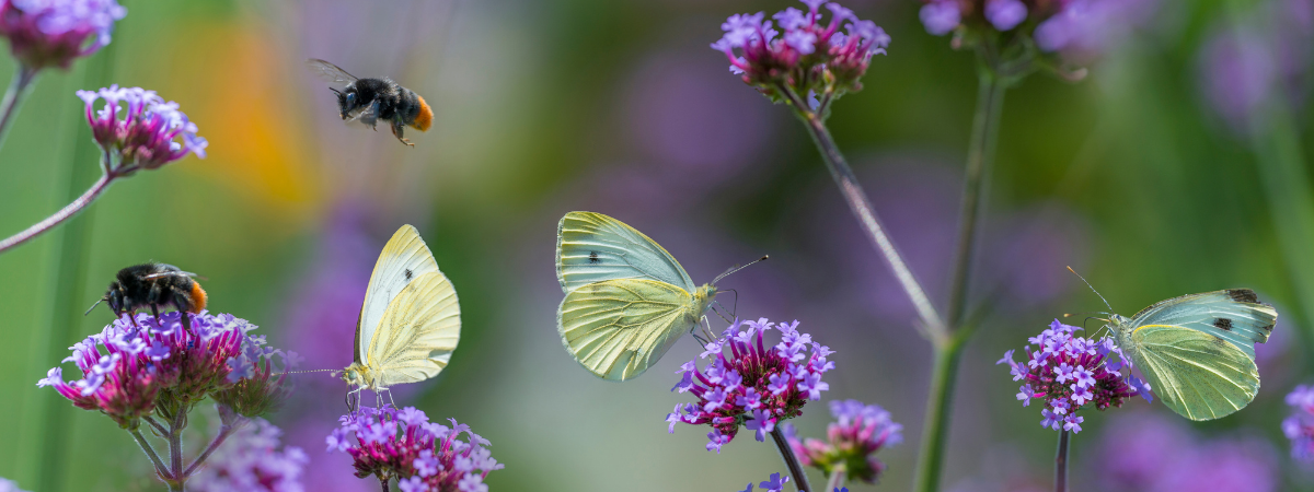 Mei, maand van de bij! De Tuinwinkel Online