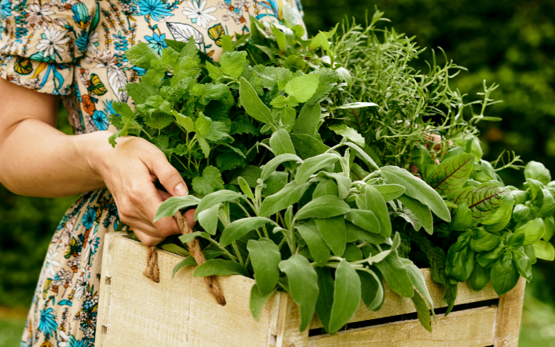 Alles voor je moestuin vind je bij deTuinwinkelOnline!