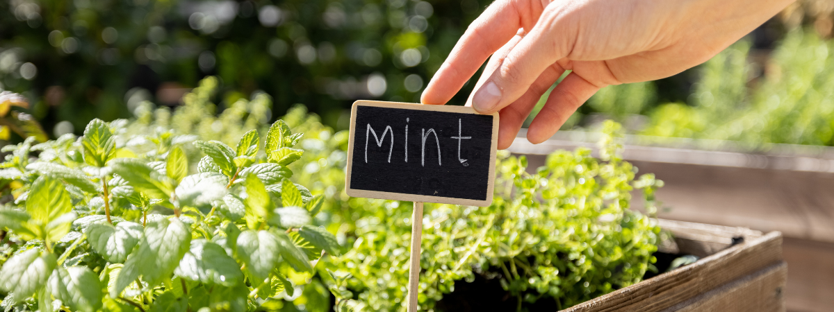 De moestuin in juni: wat kan je oogsten (en zaaien)?