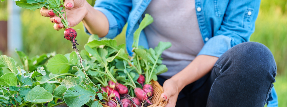 De moestuin in juni: wat kan je oogsten (en zaaien)?