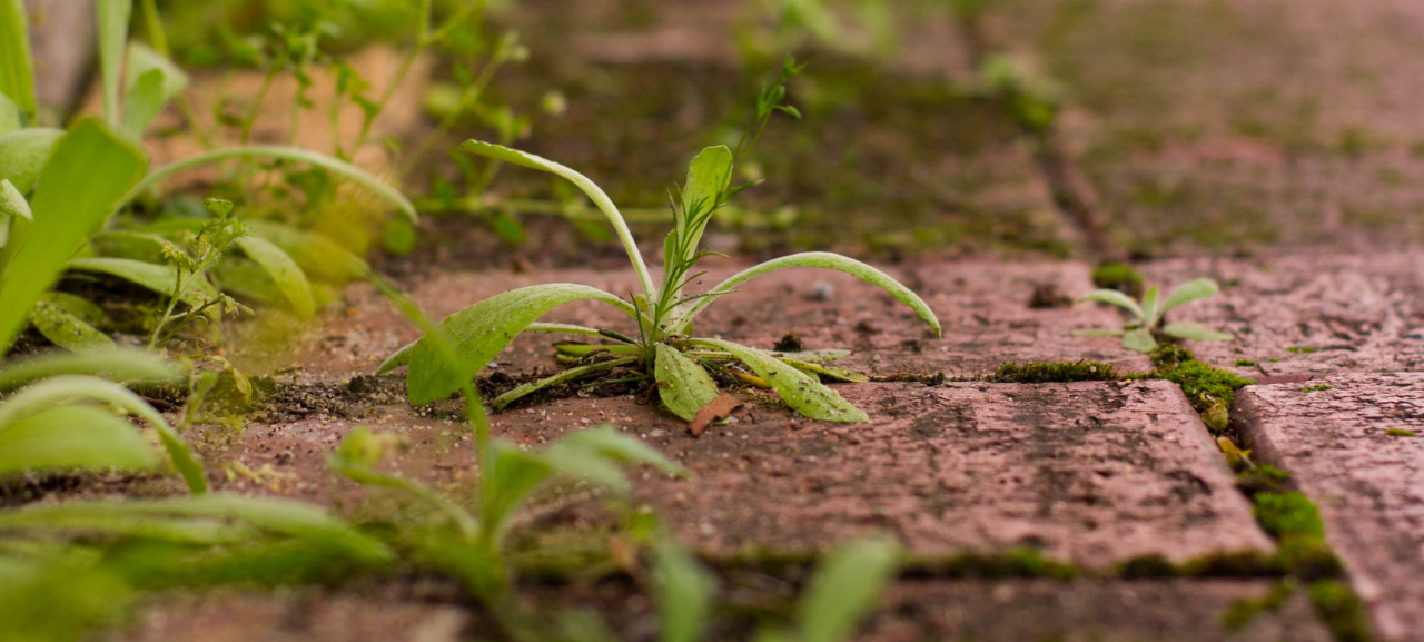 Onkruid bestrijden met hulp van deTuinwinkelOnline.nl!