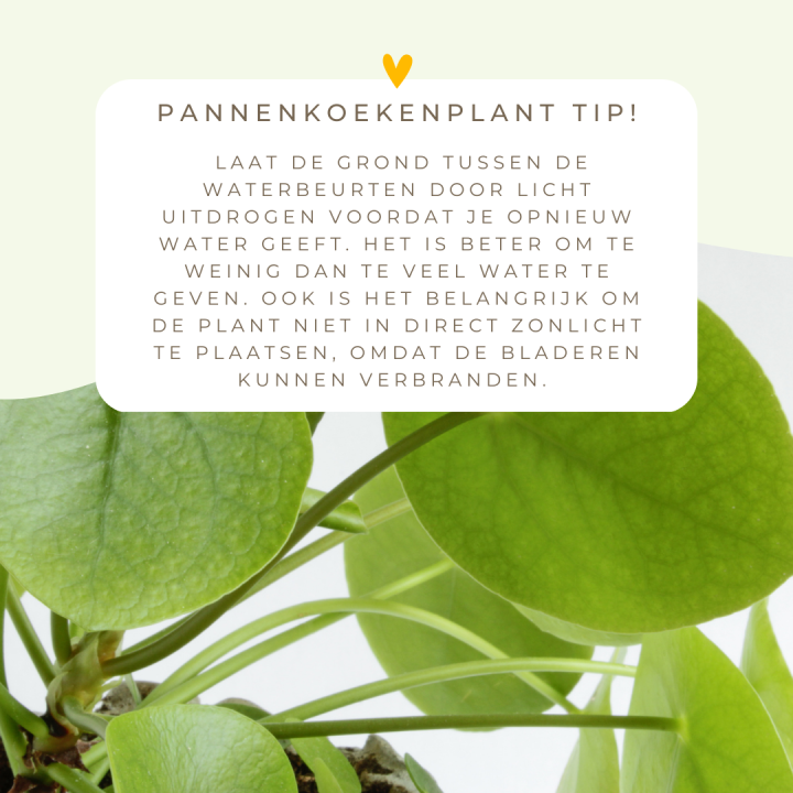 Tip pannenkoekenplant