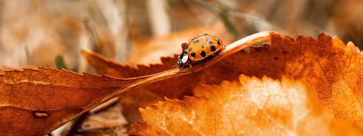 Tuindieren in de herfst: tips en producten van de Tuinwinkel Online! Tuindieren in de herfst: tips en producten van de Tuinwinkel Online!
