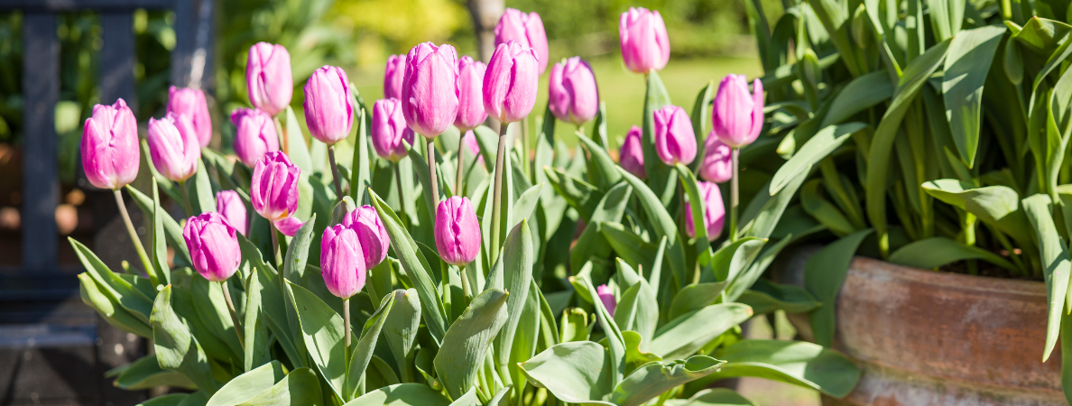 Jouw lentetuin start in september: bestel bloembollen op de Tuinwinkel Online!