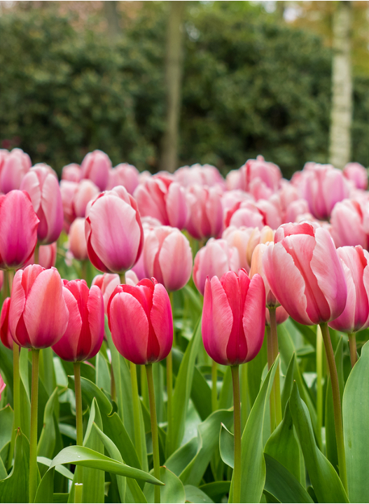 Tulpenbollen koop je op detuinwinkelonline.nl!