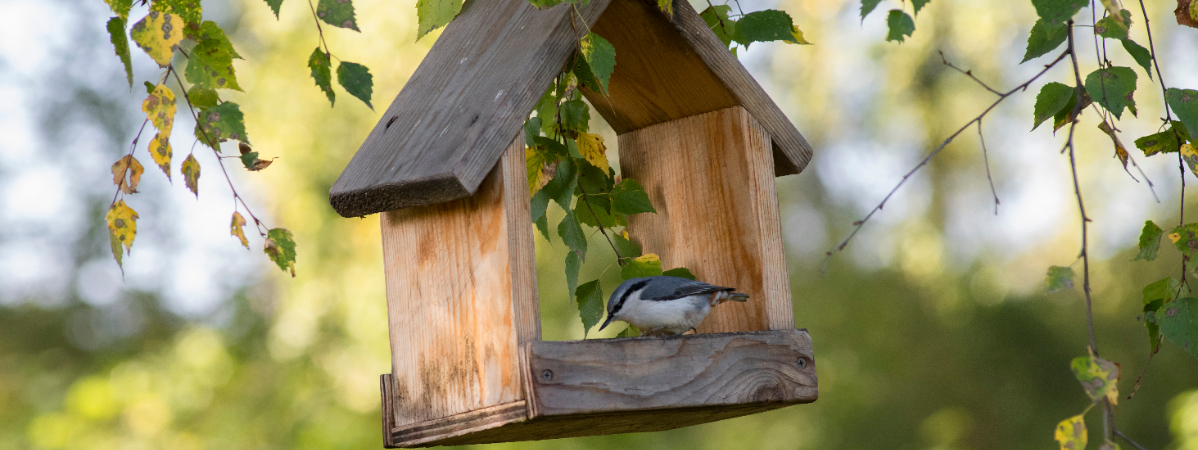 Richt jouw tuin vogelvriendelijk in met de producten van de Tuinwinkel Online!