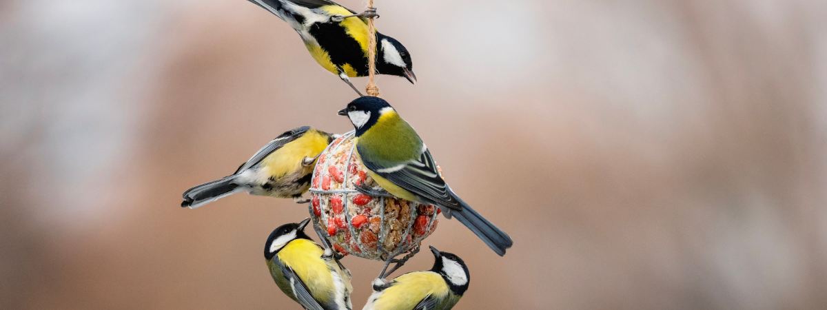 Help onze tuinvogels de winter door Help onze tuinvogels de winter door