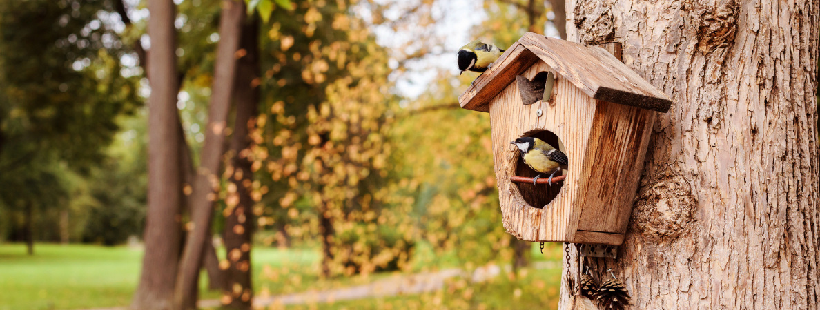 Richt jouw tuin vogelvriendelijk in met de producten van de Tuinwinkel Online!
