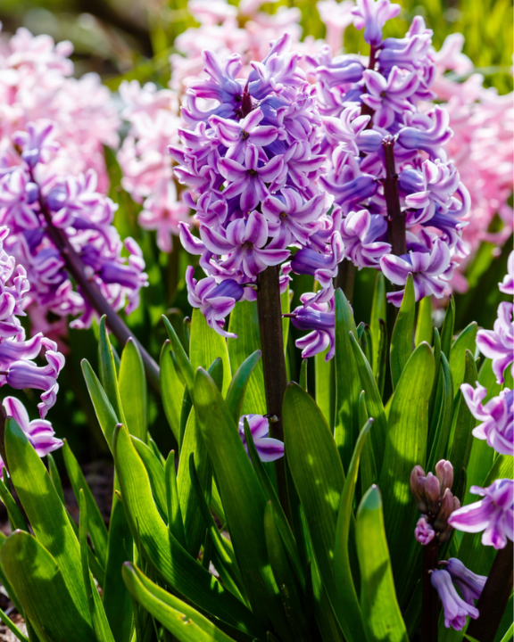 Bloembollen planten | de Tuinwinkel Online