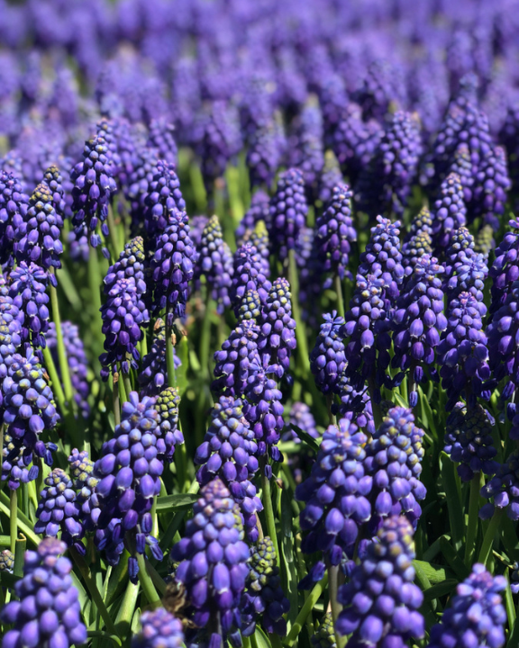 Bloembollen planten | de Tuinwinkel Online