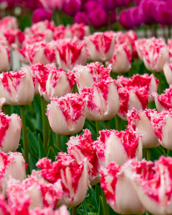 Bloembollen planten | de Tuinwinkel Online