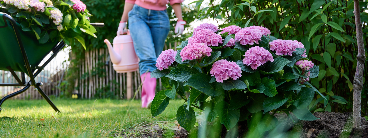 Water geven in de zomer | de Tuinwinkel Online Water geven in de zomer | de Tuinwinkel Online
