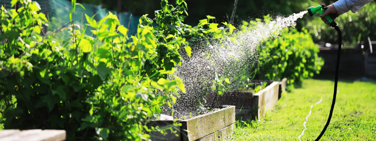 Water geven in de zomer | de Tuinwinkel Online Water geven in de zomer | de Tuinwinkel Online