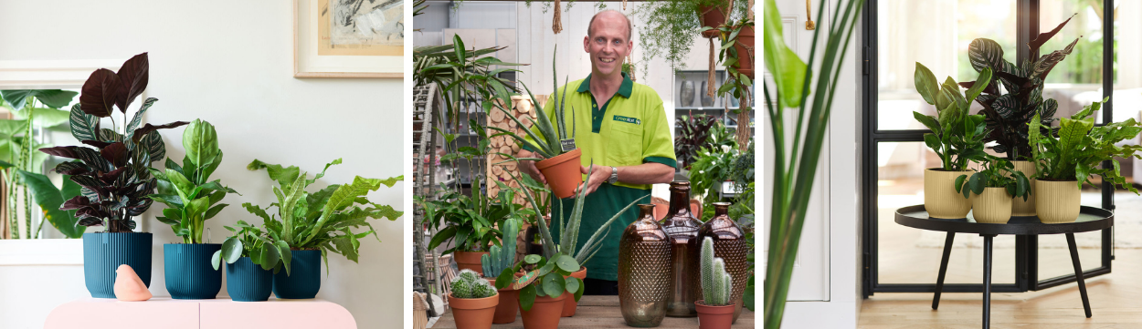 Online kamerplanten de tuinwinkel 