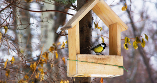 Tuinvogels vogelhuisjes en voer de tuinwinkel online tuincentrum