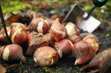 Bloembollen planten: de voorjaarsbloeiers mogen de grond in!