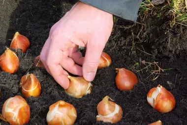 Bloembollen planten: de voorjaarsbollen zijn er weer!