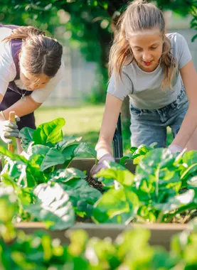 De moestuin in juni: wat kan je oogsten (en zaaien)?