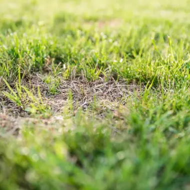 Gazon herstellen na de zomer: zo wordt jouw grasmat weer fris en groen