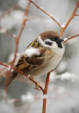 Help jouw tuinvogels de winter door
