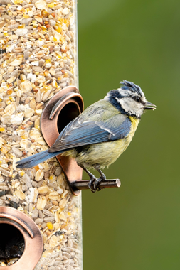 Help onze tuinvogels de winter door