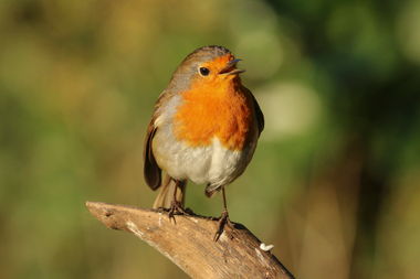 Help tuinvogels de winter door!