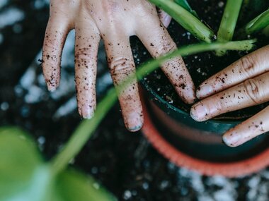 Hoe kies je de juiste potgrond voor een plant?