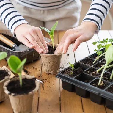 Januari saai? Ben je mal! Het is het begin van het zaaiseizoen