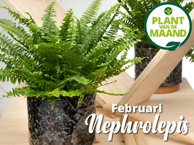 Krulvaren Nephrolepis: plant van de maand!