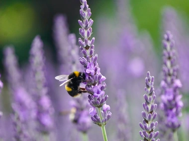 Mei, maand van de bij! Waarom we tuinbeestjes lief moeten hebben