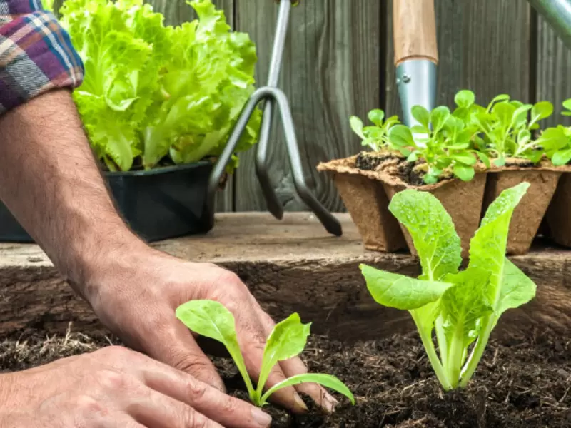 invoer persoon Suri Moestuin starten: antwoorden op 3 belangrijkste vragen