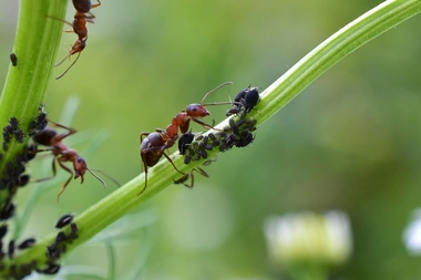 Ongedierte op een milieuvriendelijke manier bestrijden