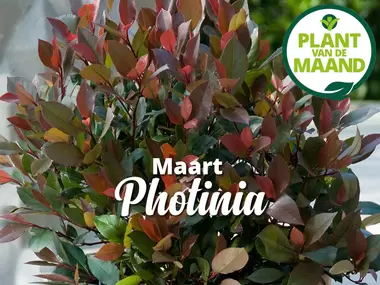 Photinia 'Red Robin': plant van de maand!