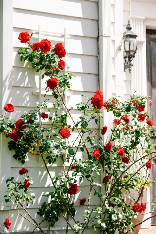 zijde Schildknaap zonne Rozen in de tuin