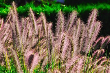 Spectaculair siergras: lampenpoetsersgras
