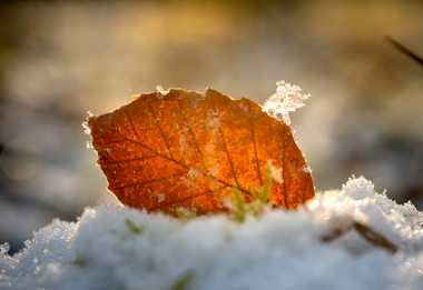 Tuinkalender december