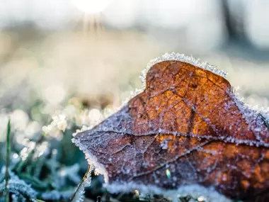 Tuinkalender december