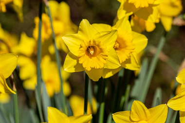 Tuinkalender februari