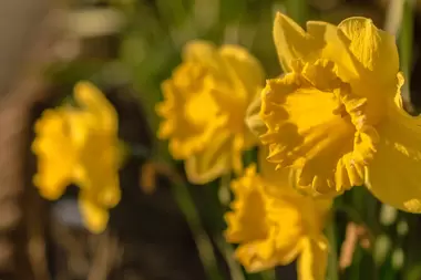 Tuinkalender februari