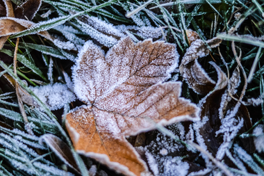Tuinkalender januari