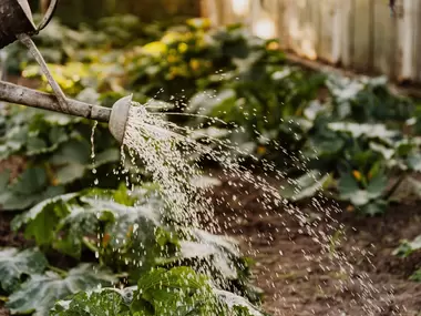 Tuinkalender juni