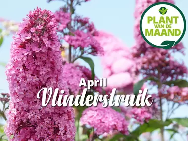 Vlinderstruik Buddleja: plant van de maand!