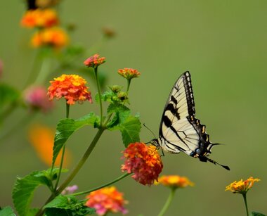 Wat is biodiversiteit?