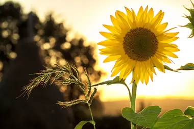 Zo laat je planten in leven als je op vakantie bent