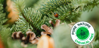 Echte kerstbomen bestellen en bezorgen de tuinwinkel online