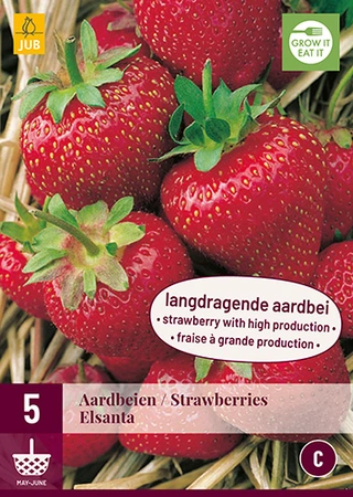 Aardbei Fragaria Elsanta 5st